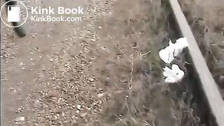 Shit on a rail road