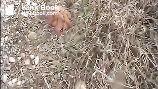 Shit on a rail road