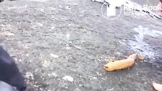 Seaside Log Drop