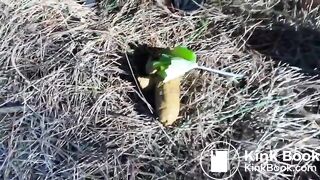 VeganLinda - Big Public Forest Shit cleaning Ass with Leaves