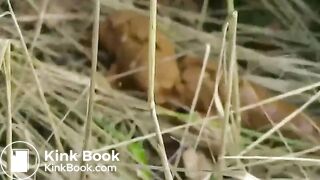 Big dump in roadside woodland