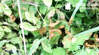 Urgent shit by a pond