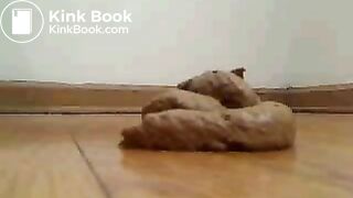Floor Poop