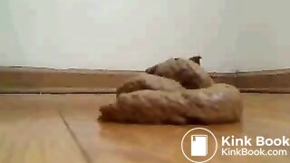 Floor Poop