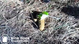 VeganLinda pooping in a pine forest