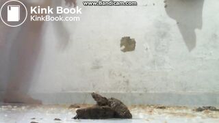 Explosive Squirts & Poop Latina 13 (Huge Vomit Warning)