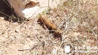 Big turd in nature - Pooping, pissing girls and scat porn vi