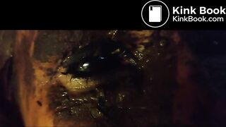 universum_coprofagis
