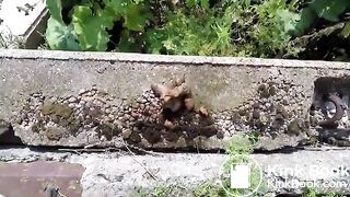 Janet Shits Outside