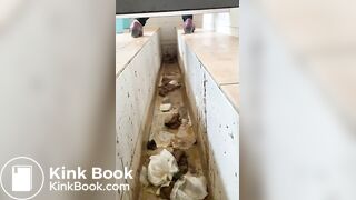 Chinese ditch toilet scat