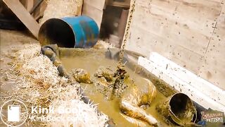 Dung-Prison-pegging-and-fucking-in-cowshit