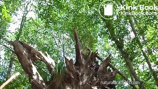 stand up in the wood