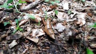 poop in the forest next to the road