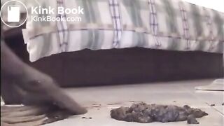 Thai-Scat-Eater