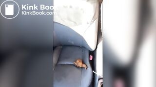 shit in car