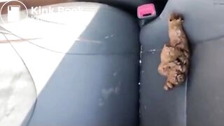 The brown side of life 1278