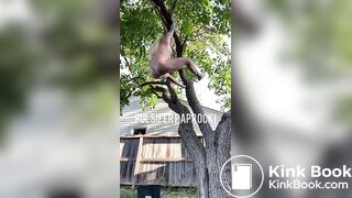 shit out of a tree