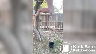 shit out of a tree