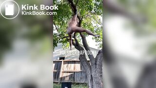 shit out of a tree