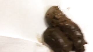 pooping brunette