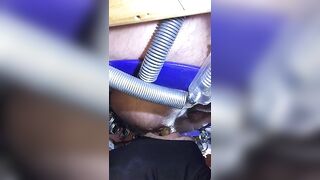 le cochon mange de la merde