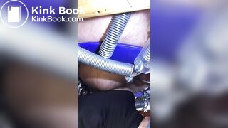 le cochon mange de la merde