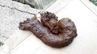 The flies enjoying my shit outdoors