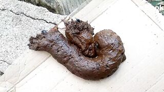 The flies enjoying my shit outdoors