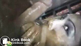 Honey Bee SucksRims Shit Covered CockAsshole