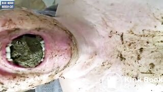 Pig Chewing Shit