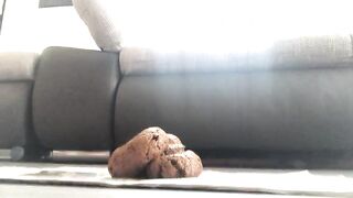 Shitting