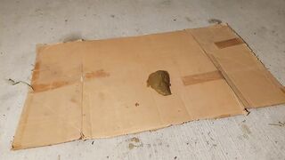 Milf try to crush bid dog shit