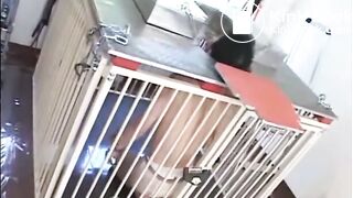 Caged Toilet Slave Eats Shit From japanese Mistres