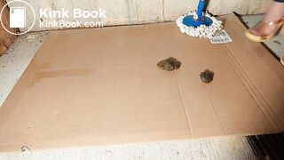 Dog Spout Brown Pantyhose