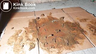 Grey Nylons Socks Vs Brown Dog