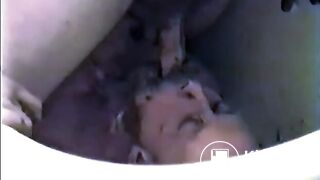 classic - shit pigs in the tub