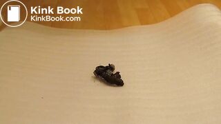 bitch asian feet shit