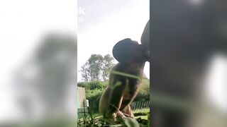 Shit Pig from Berlin