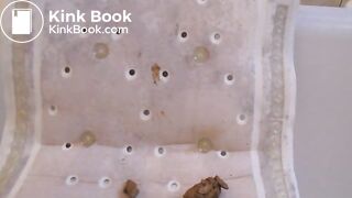 poop and taste