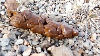 railway tracks poop