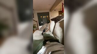 Being Shy and Beaten Hairless Legs
