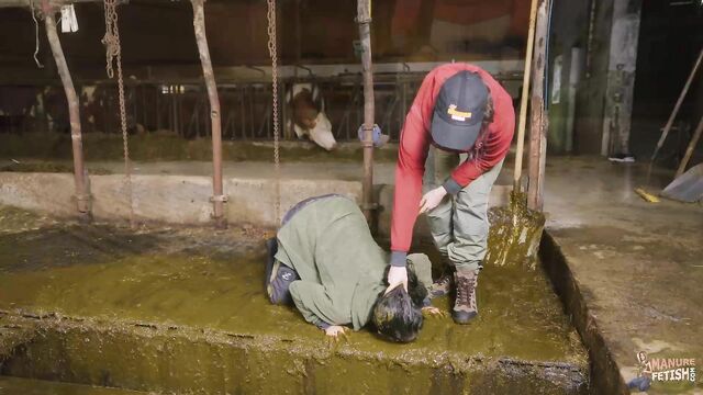 Kaitlyn Katsaros Farmhand Gone Wrong - Cowshit bondage