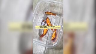 Girl poops on goldfish