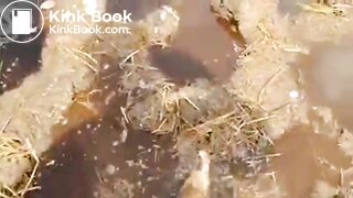 Girl Feet Sinks in Manure Sludge
