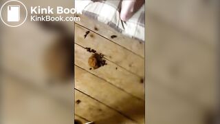 SCAT - SouthernCharm Pooping