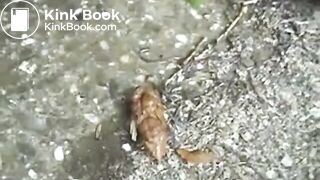 SCAT - Sexy girls Pooping 5