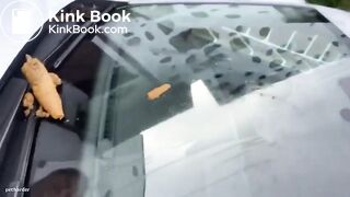 SCAT - Sexy girls Pooping 12