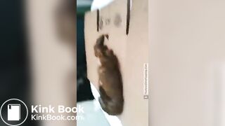 SCAT - Sexy girls Pooping 12