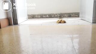 SCAT - Sexy girls Pooping 42