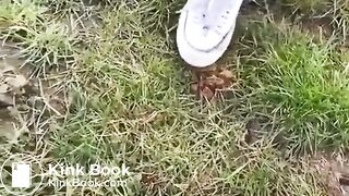 SCAT - Sexy girls Pooping 44